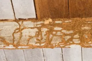The wood home with termites damage
