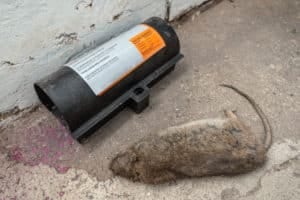 Dead mouse near trap in basement