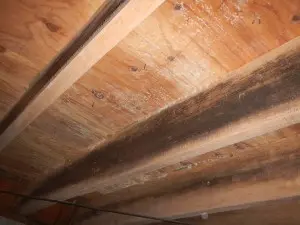 mold removal