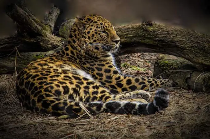 Connecticut's Beardsley Zoo