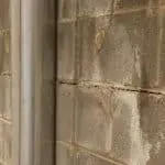 Cracked basement wall with visible water stains, illustrating potential foundation damage related to nearby plants and trees.