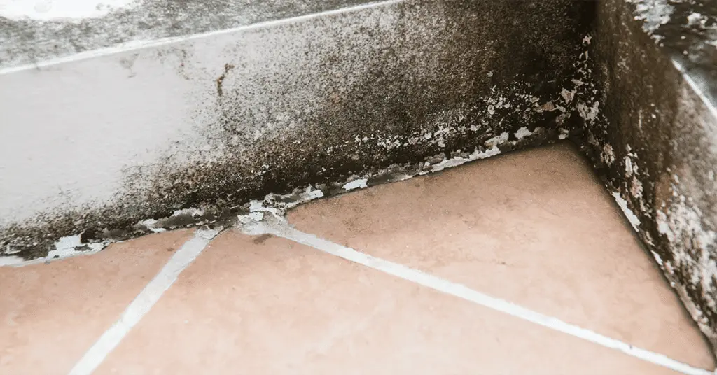 Black-mold