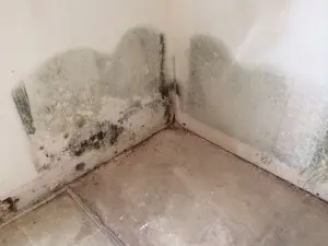 Mold on Wall | Waldorf, MD