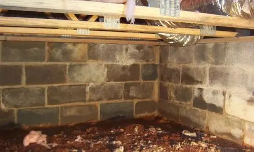 crawl space mold