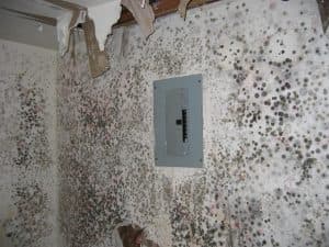 mold remediation