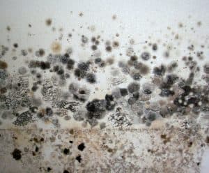mold