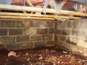 crawl space mold