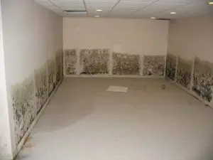 basement mold