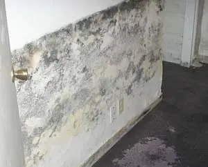 mold in my basement