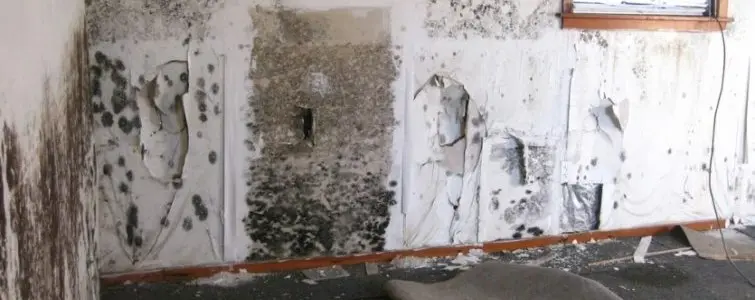 Wall Mold | StablWall