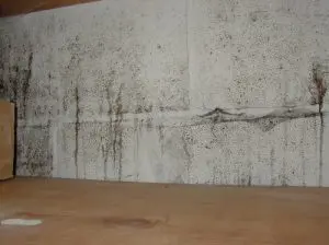 moldy-basement-in-columbia-md-21045