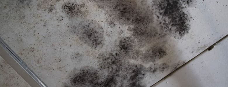 Mold on Basement Ceiling | Waldorf, MD