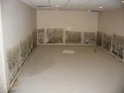 basement mold