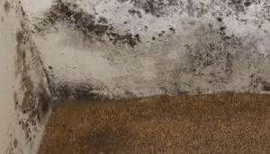 Mold Inspection | Berkshire, MA | Budget Dry Waterproofing