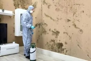Mold Remediation | Bristol, CT | Budget Dry Waterproofing