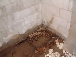 Basement Moisture