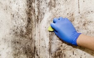 Mold Inspection | Berkshire, MA | Budget Dry Waterproofing