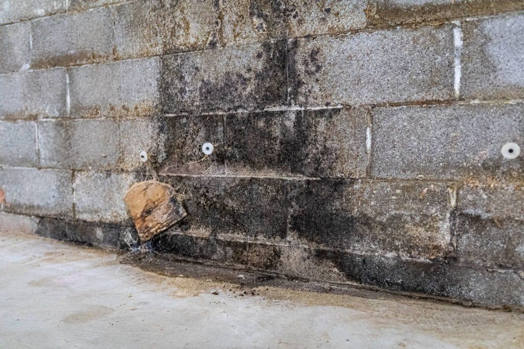 mold & dust mites connecticut