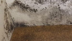 Mold Inspection | Berkshire, MA | Budget Dry Waterproofing