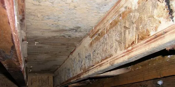Mold Remediation | Stamford, CT