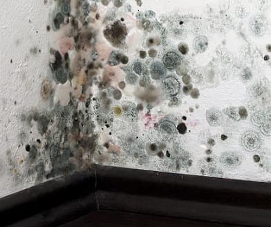 Mold Remediation | Killingsworth, CT