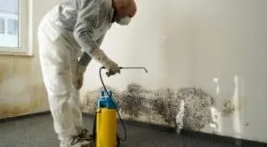Mold Remediation | Danbury, CT | Budget Dry Waterproofing