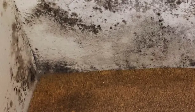 Mold Remediation | Budget Dry Waterproofing