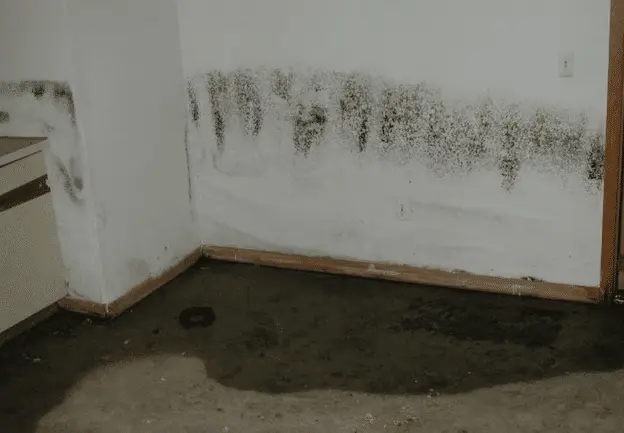 basement moisture