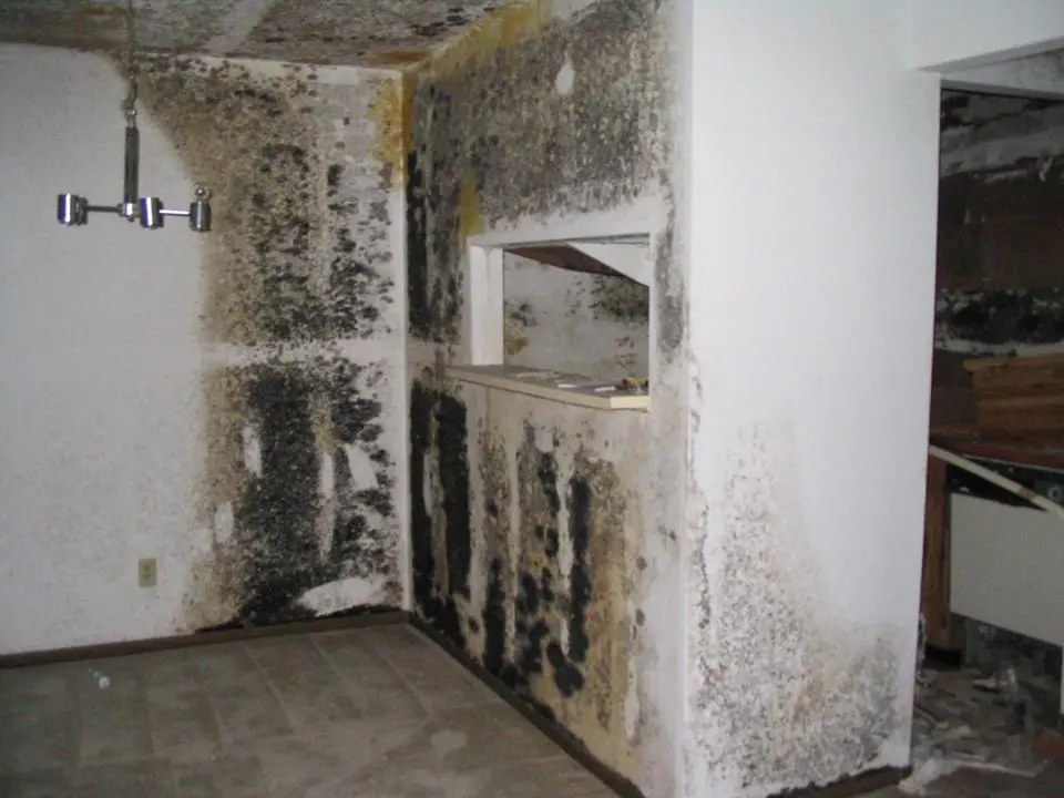 toxic black mold