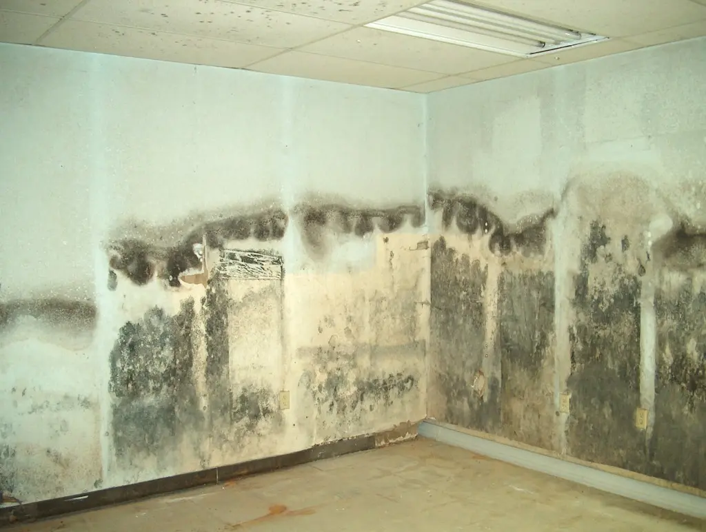 Penicillin-mold
