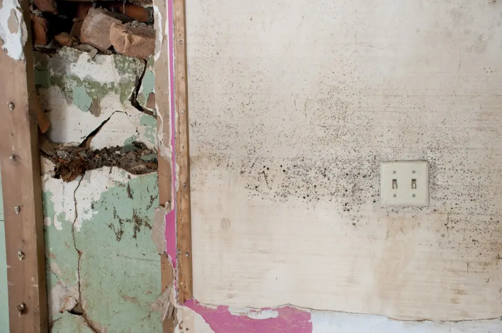 crawl space mold in grand rapids mi