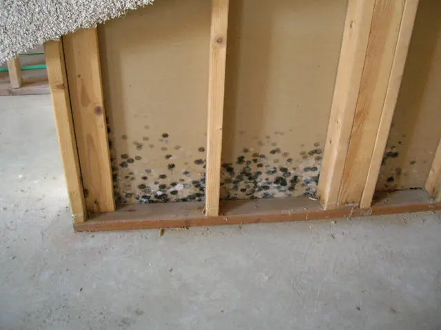 basement mold