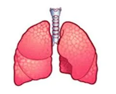 lungs
