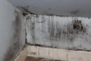 Mold growth in basement corner, highlighting moisture issues and poor air circulation, relevant to mold prevention and indoor air quality discussions.