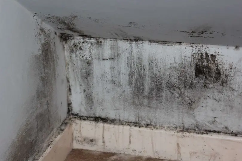 Mold growth in a basement corner, highlighting moisture issues related to indoor ventilation and the importance of mold eradication techniques.