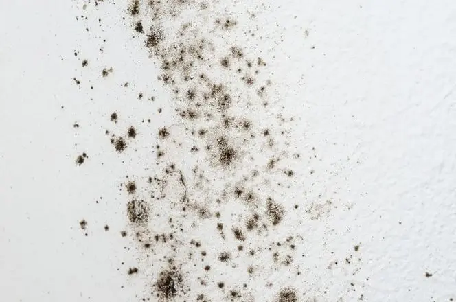 Mold Testing | New Jersey | EZ Breathe Ventilation System
