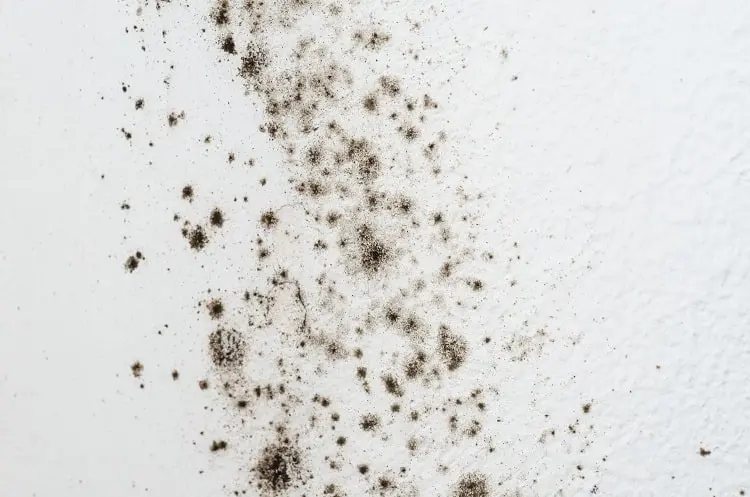 Mold growth on a white wall, illustrating the importance of moisture control and proper ventilation in preventing indoor air quality issues.