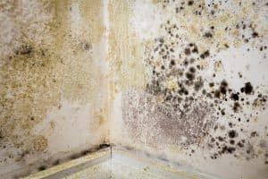 Mold growth in a basement corner, highlighting moisture issues and potential sources of indoor air quality problems related to odors and humidity.