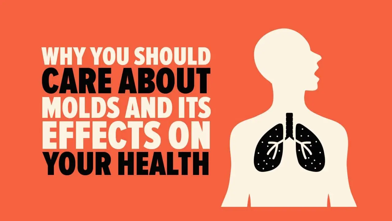 Graphic illustrating the importance of understanding mold and its health effects, featuring a silhouette of a person with lungs highlighted, and bold text stating "Why You Should Care About Molds and Its Effects on Your Health."