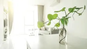 Vase with green indoor plant on a table, bright sunlight illuminating a modern living space, emphasizing indoor air quality and natural elements for a healthier home environment.