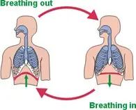 breathing in and out - ezbreathe