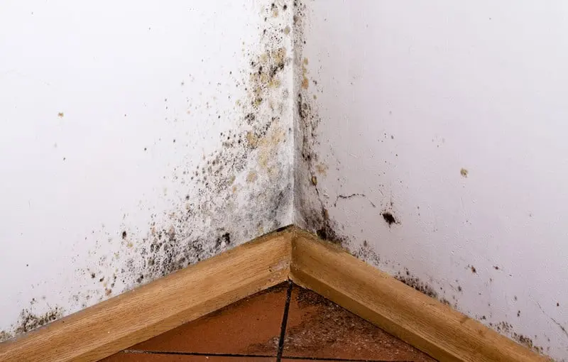 Mold growth in a corner of a room, highlighting indoor air quality issues and the importance of proper ventilation for preventing moisture buildup.