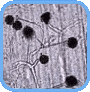 Microscopic view of mold growth, highlighting potential indoor air quality issues in homes.