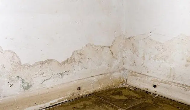 Mold growth in basement corner, indicating moisture issues and potential water damage, relevant to basement waterproofing concerns.