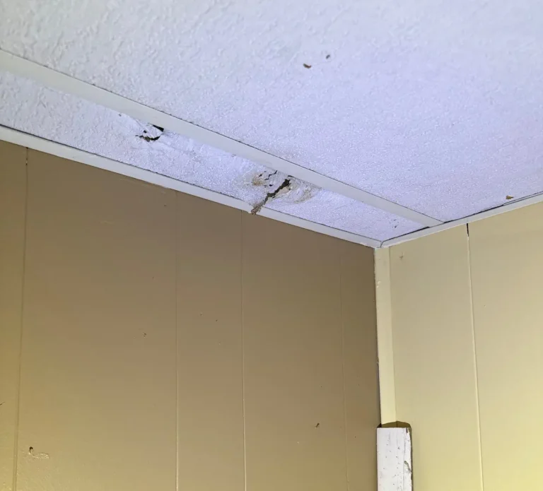 Ceiling damage with visible mold growth in a basement area, highlighting the need for mold remediation and moisture control services.