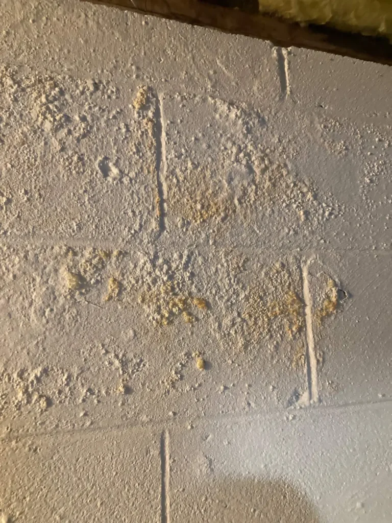Water intrusion and mold growth on basement wall, evidence of moisture problems.