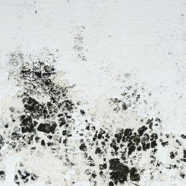 Prevents the Growth of Mold and Mildew