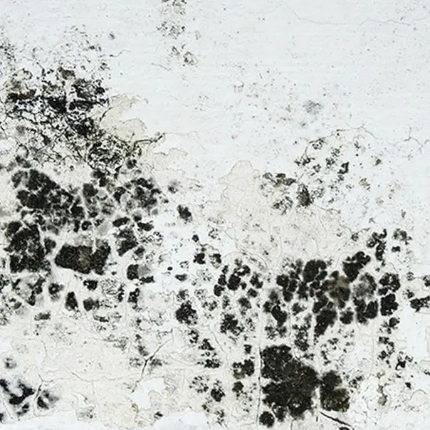 Mold in crawl space
