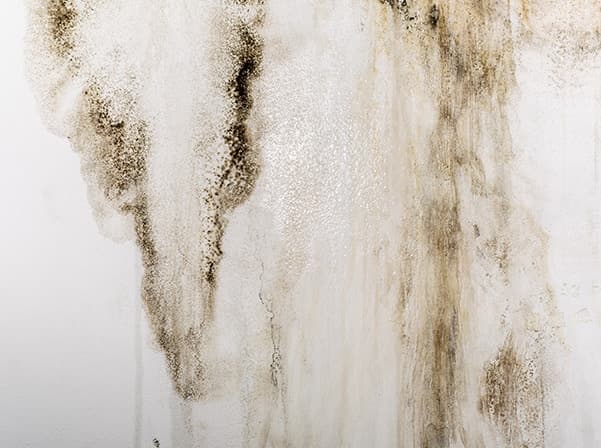 moldy wall