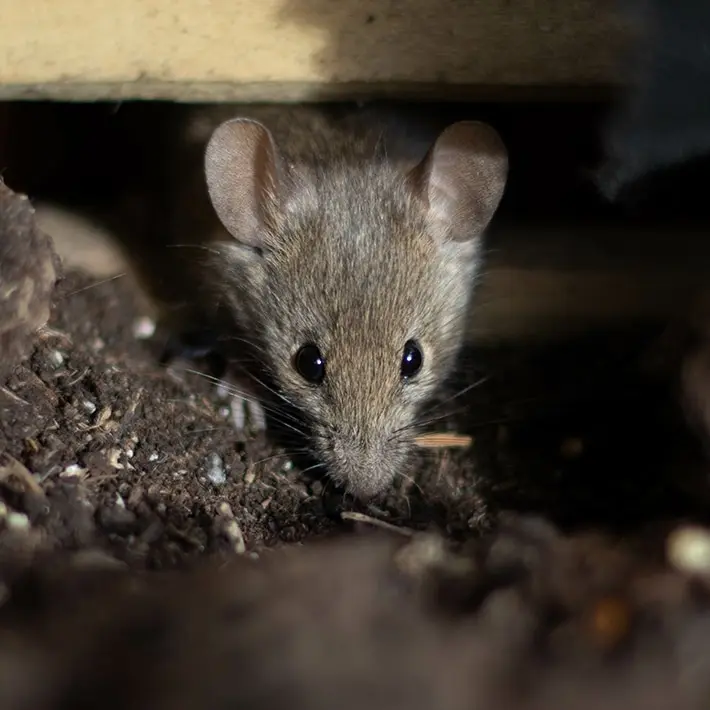 Rodents in crawl space